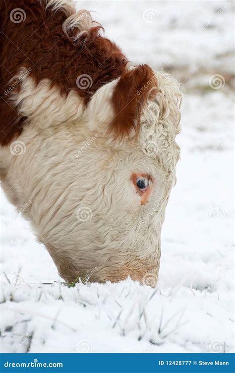 Female cow stock image. Image of farm, face, bovine, animal - 12428777