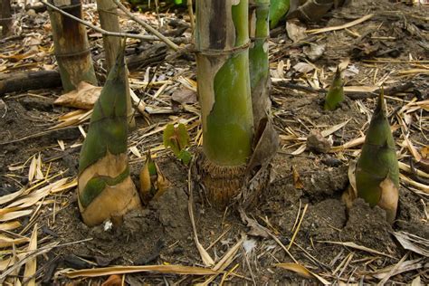 How Fast Does Bamboo Grow in a Day, Week, Year (Full Growing Guide)