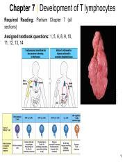 Image result for T Lymphocyte Development