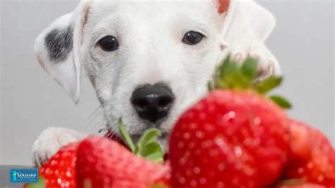 Can Dogs Eat Strawberries? Nutritionists Weigh In on This Popular Query - Volhard Dog Nutrition