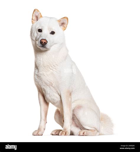 White Shiba inu looking at the camera, isolated on white Stock Photo ...