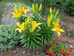 Image result for Yellow Lilies Flowers Buds