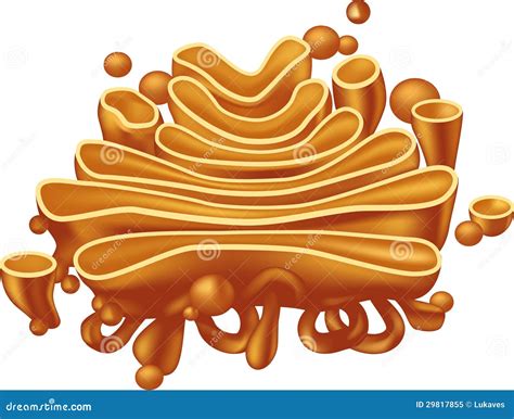 Golgi apparatus stock vector. Illustration of mitochondria - 29817855