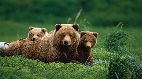 Brown Bear Newborn