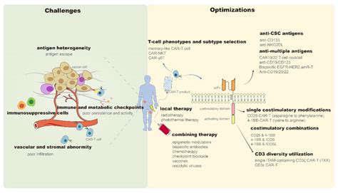 CAR-T in Cancer Treatment: Develop in Self-Optimization, Win-Win in ...