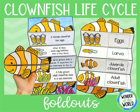 Life Cycle Of A Clown Fish Clownfish | The Great 8 | Southern Great
