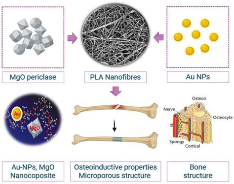 Electrospun Nanofibrous Membranes for Guided Bone Regeneration ...