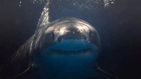 Meet the ocean’s top 8 aggressive predators