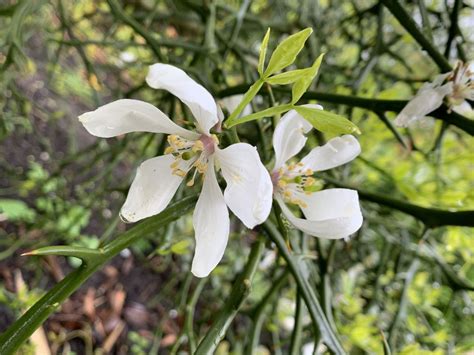 Citrus trifoliata - Bittere sinaasappel, Trifoliate orange, Bitter ...