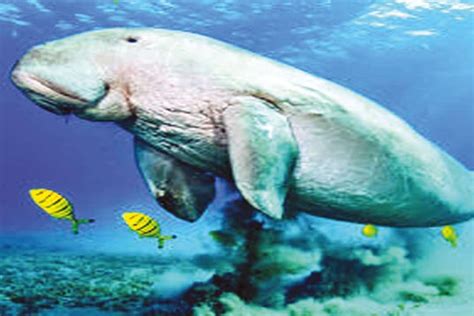 Tamil Nadu begins work for Dugong reserve