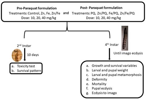 Interactions among Zinc, Iron, and Paraquat in the Physiological and ...