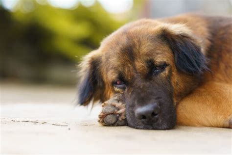 Dog Smegma: Causes and Information | Great Pet Care