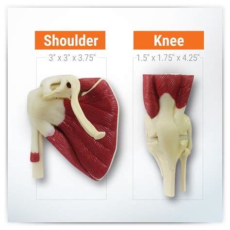GPI Anatomicals - Mini-Muscled Joint Model Set, Hip, India | Ubuy