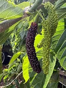 All Time Long Finger Taiwan Mulberry/Shahtoot plant (Cutting/Grafted ...