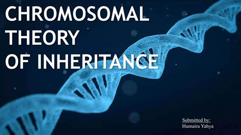 CHROMOSOMAL THEORY OF INHERITANCE | PPTX