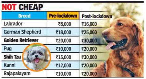Chennai: More residents bring home pets, pups sell for a premium ...