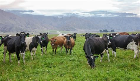 Holstein Friesian Jersey Kiwicross Dairy Cow Breeds | LIC International