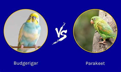 Parakeet Budgie Difference