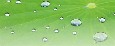 What Is the Lotus Effect? Superhydrophobic Explained