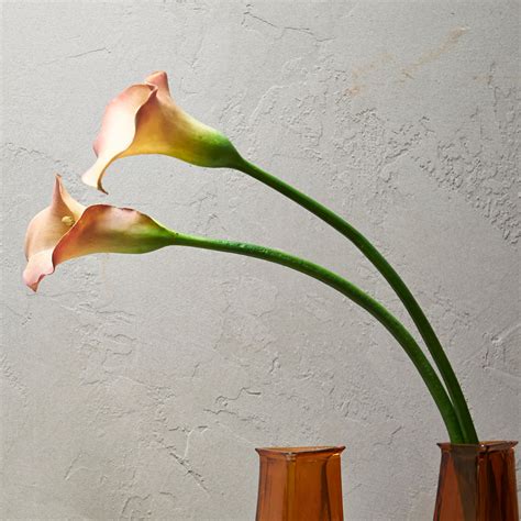 Calla Lily Care Indoors: Preventing and Fixing Drooping in Your Indoor ...