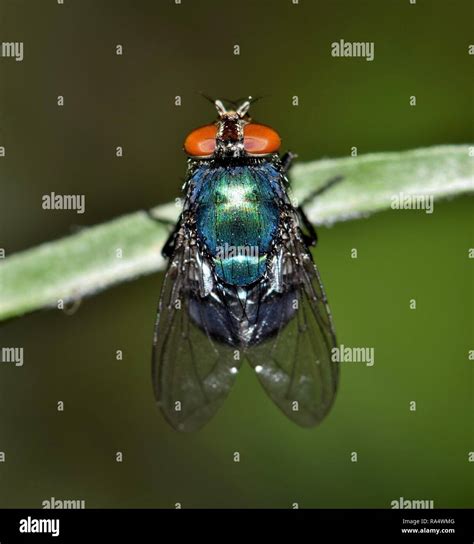 Blue bottle fly hi-res stock photography and images - Alamy