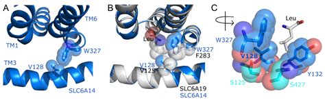 Reshaping the Binding Pocket of the Neurotransmitter:Solute Symporter ...