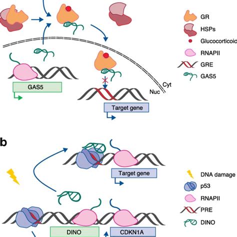 Image result for Non-Coding RNA Function