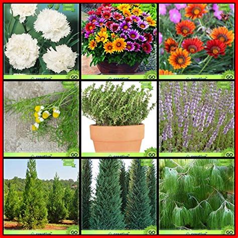 Buy Creative Farmer Best Collection Combo Flower Seeds & Tree Seeds ...