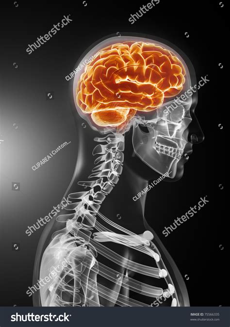 Image result for Human Brain Scan