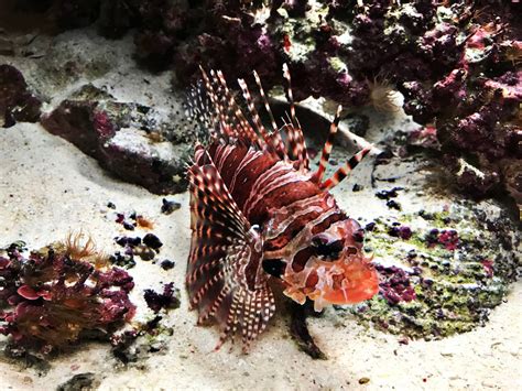Why Are Lionfish Considered Invasive?