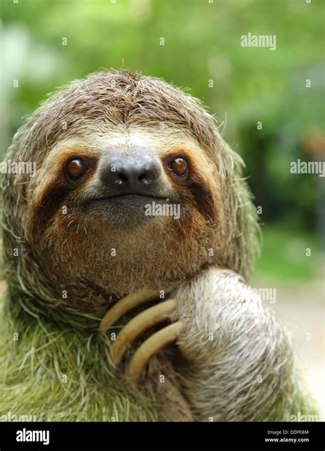 Image result for 2 Toed Sloth