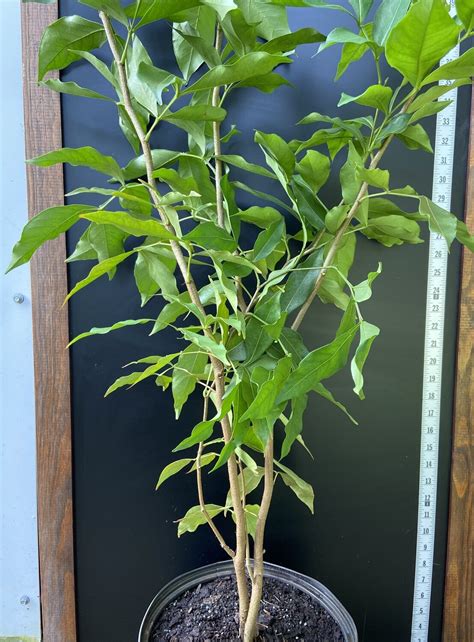 The Ice Cream Bean Tree - Buy Your Tropical Dream!🍨🌱