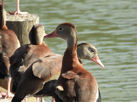 Birding Trip to Audubon Park and the Fly, The Golf Club at Audubon Park ...