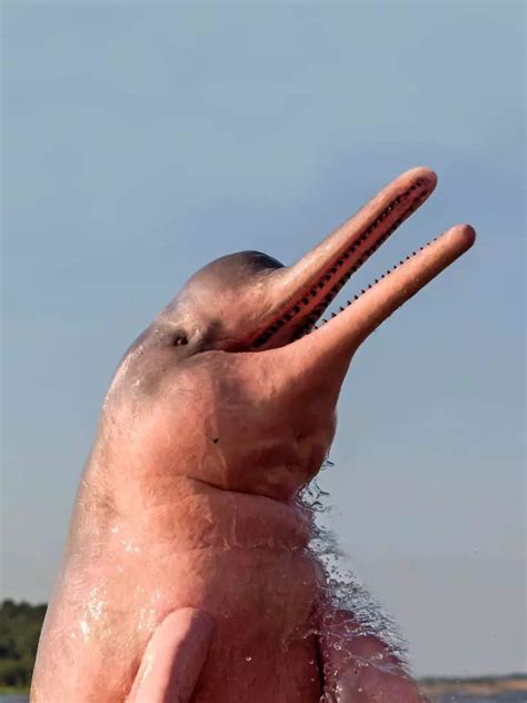 Pink dolphins: Interesting facts about the rare species | Times of India