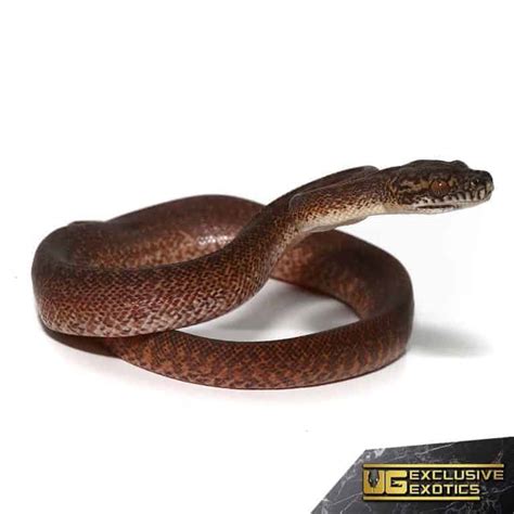 Image result for Granite Carpet Python