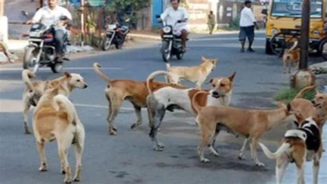 Municipality, dog feeders, residents need to work together to control ...