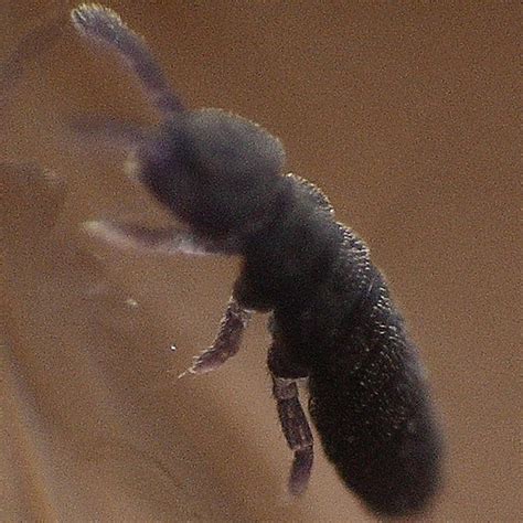 Image result for Spring Tails