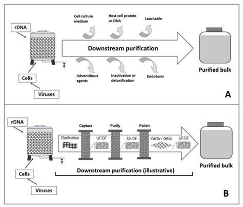 Virus Purification Process 的图像结果