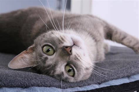 Sponsored Content: Meet Jane at the Huntingdon Co. Humane Society ...