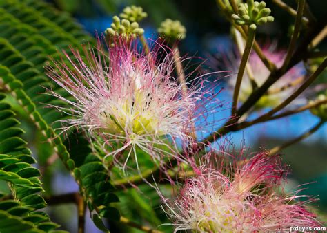 Silk Tree picture, by friiskiwi for: nature close up 2 photography ...