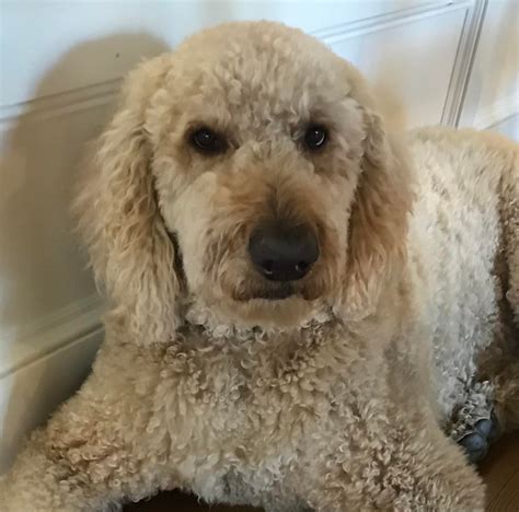 A. Ripepi and Sons Funeral Home | Middleburg Heights OH