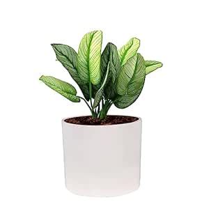 Lasaki Sara 4 inch White Ceramic Pots for Indoor Plants, Planters ...