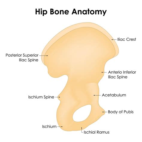 Premium Vector | Hip Bone Anatomy Iliac Crest Anterior Inferior Iliac ...
