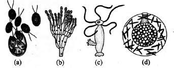 Select the correct statements regarding the figures given below. (i) (a ...