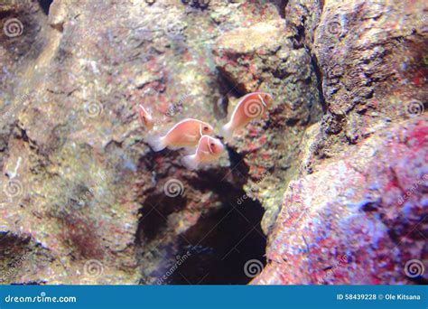 Pink skunk clownfish stock photo. Image of skunk, protection - 58439228
