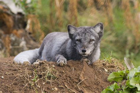 Image result for Scotland Wolves