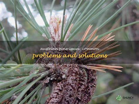 Pine Tree Problems 的图像结果