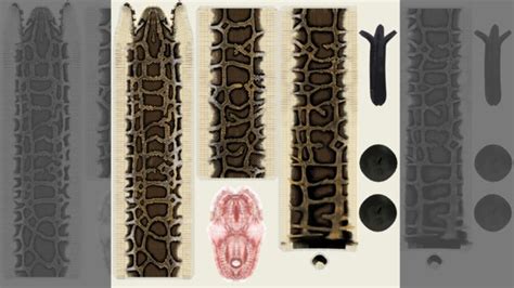 Image result for Burmese Python Animation