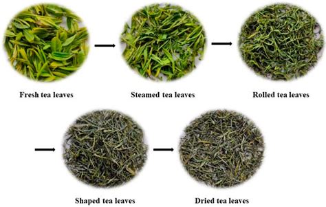 Green Tea Leaves Meaning at Bennie Morris blog
