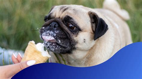 Dog Eating Ice Cream The Weather Is Too Hot, But Little Dogs Can't Eat